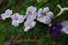 Thunbergia erecta